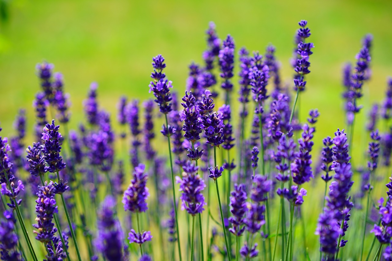 lavender, flowers, flower background-1117275.jpg