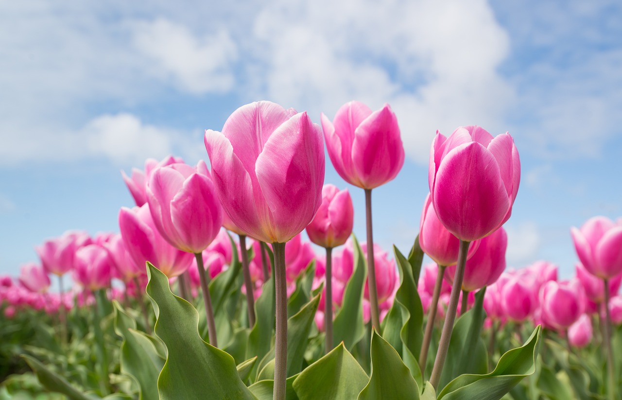 tulips, flowers, field-2254970.jpg